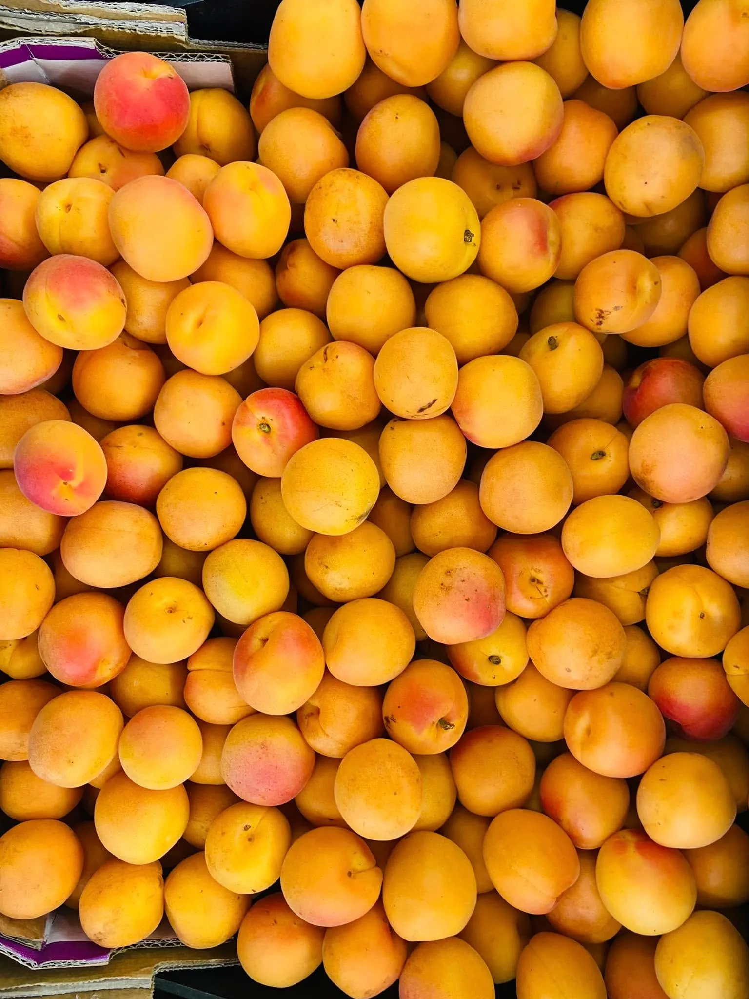 Apricots in a golden carpet