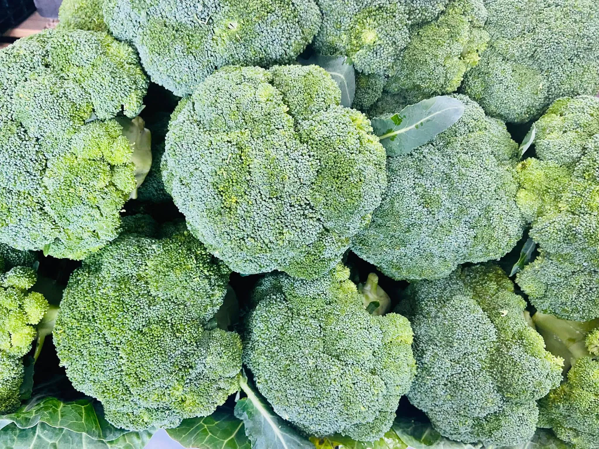 Tight green broccoli heads, Manjimup grown