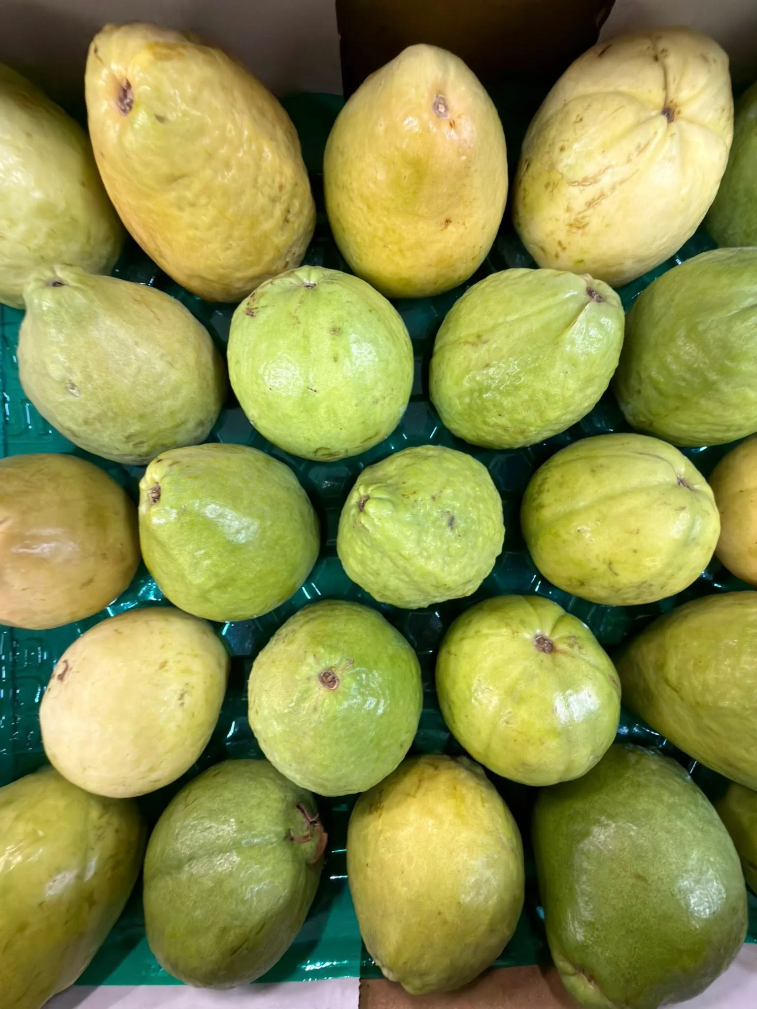 Yellow tropical mangoes neatly displayed at the shop